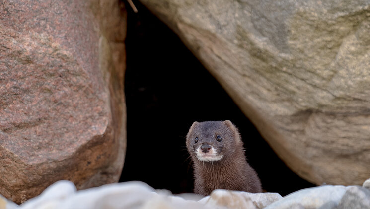 European mink